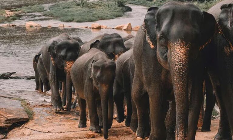 india-(5)-20260213203740